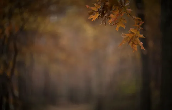 Осень, листья, парк, ветка, размытость, аллея
