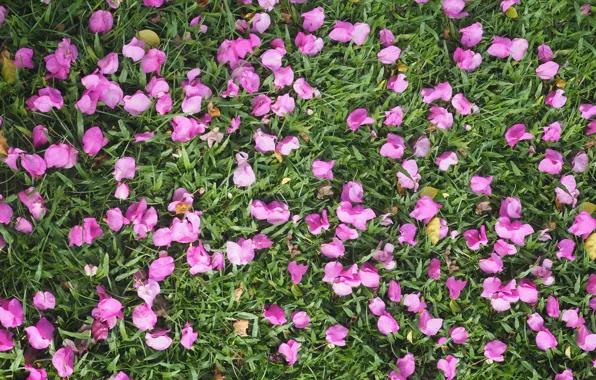 Картинка трава, цветы, фон, лепестки, grass, background, purple, petals