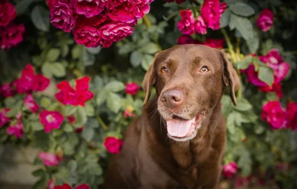 Картинка цветы, розы, собака, розовый куст