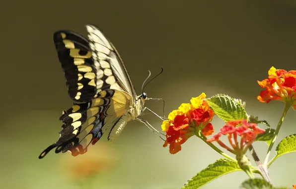 Картинка цветок, природа, бабочка, растение, крылья, мотылек