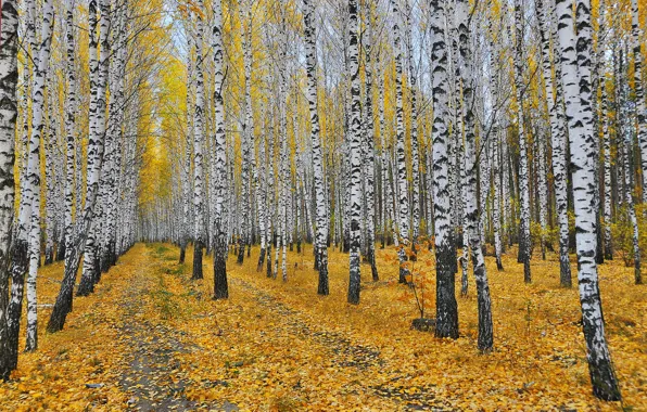 Осень, природа, берёзы