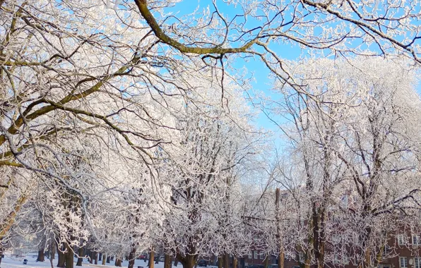 Winter, tree, cold, frost, twig