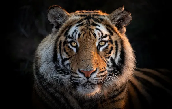 Картинка tiger, head, feline