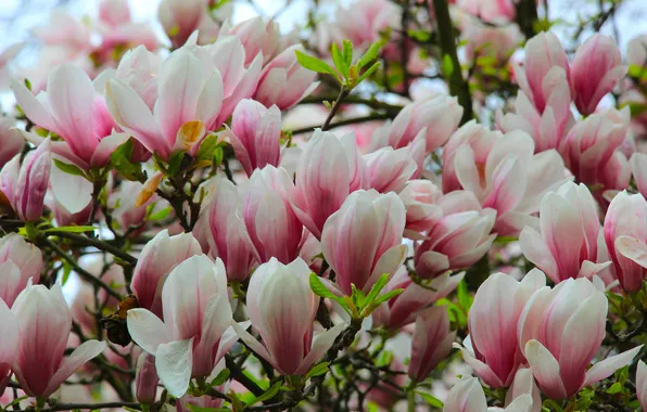 Spring, magnolia, twig