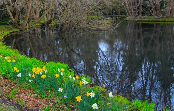 Flower, water, park, lake, pond