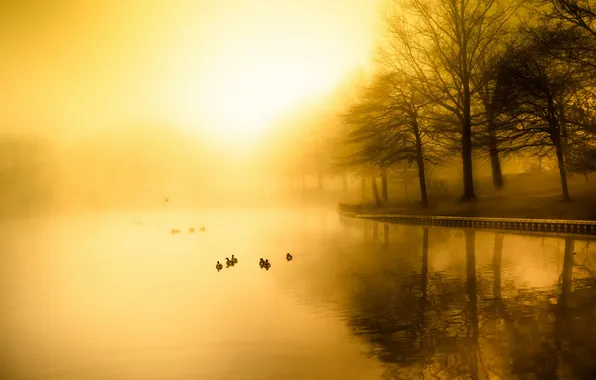 Картинка lake, morning, fog