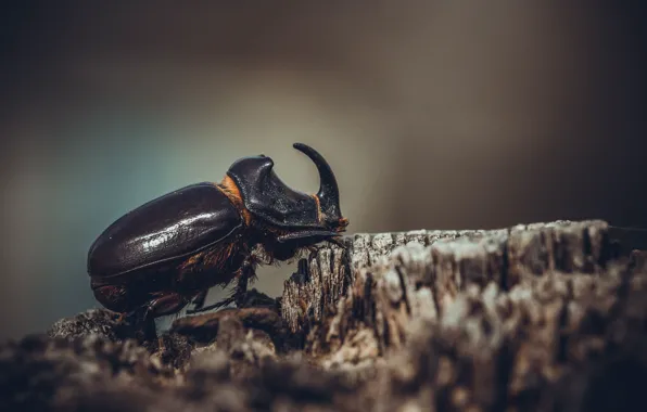 Wood, insect, hornbill