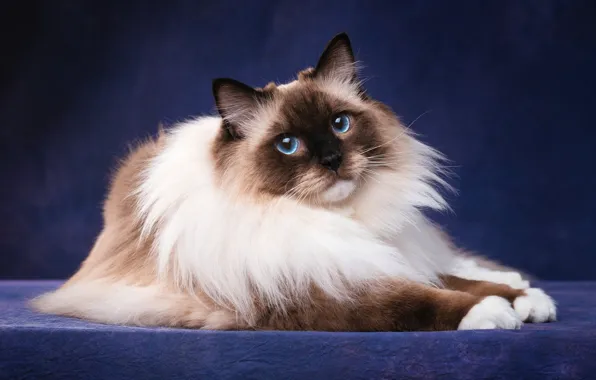 Кошка, кот, взгляд, морда, поза, темный фон, портрет, лежит