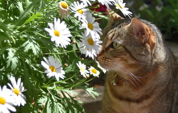Картинка кошка, лето, кот, морда, цветы, серый, портрет, ромашки