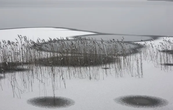 Зима, лёд, камыш