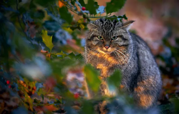 Картинка взгляд, листья, дикая кошка, лесной кот