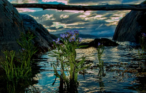 Вода, цветы, Норвегия, бревно, Norway, фьорд
