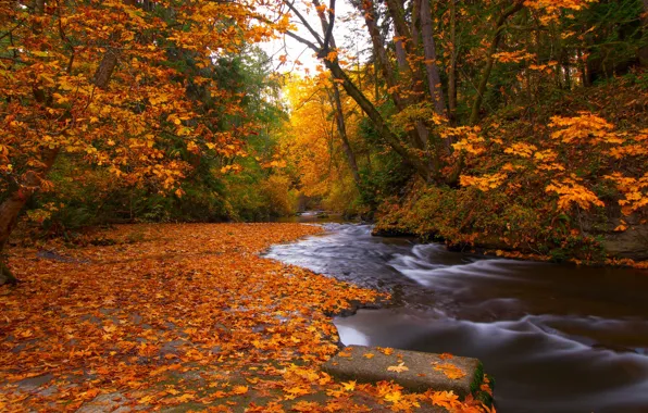 Осень, лес, листья, деревья, река, листва, Канада, Canada