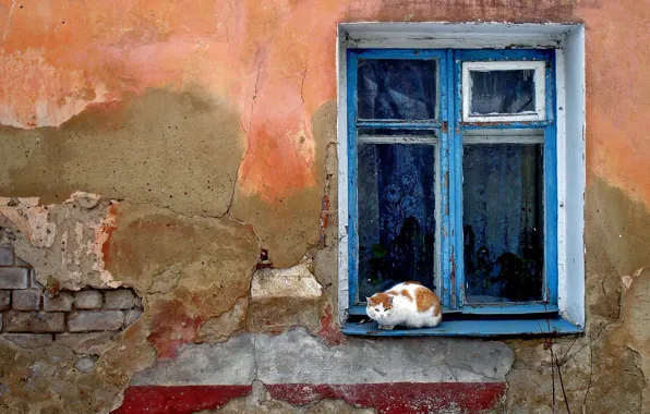 Кошак, Стена, окно, разруха