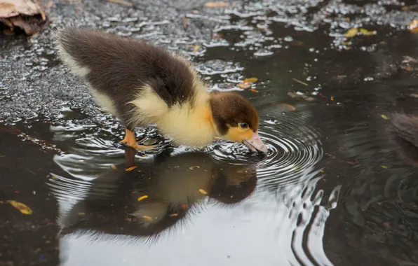 Вода, лужа, утёнок