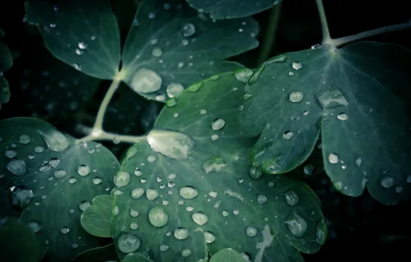 Картинка вода, капли, макро, листки, leaves, macro, water drops, 2560x1600