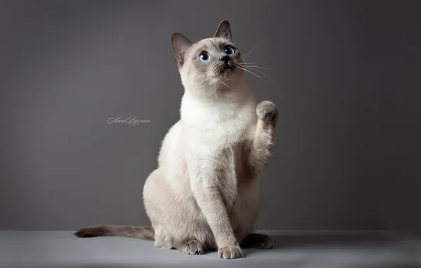 Картинка кошка, глаза, кот, обои, серый фон, тайский кот, тайская кошка, обои кошки широкоформатные