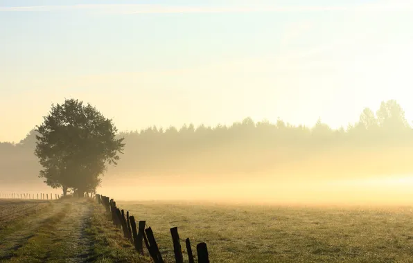 Картинка дорога, поле, трава, деревья, туман, роса, забор, утро