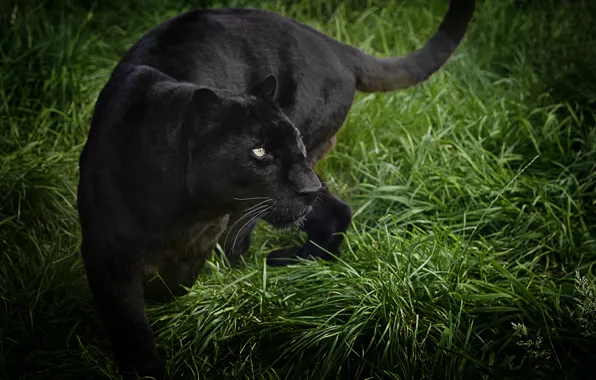 Картинка трава, хищник, пантера, дикая кошка, черный леопард