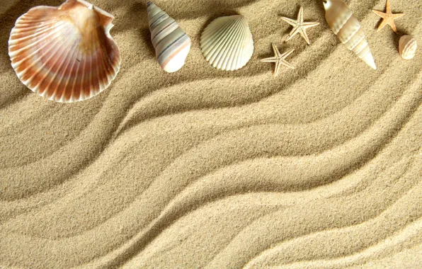 Песок, звезда, ракушки, sand, starfish, seashells
