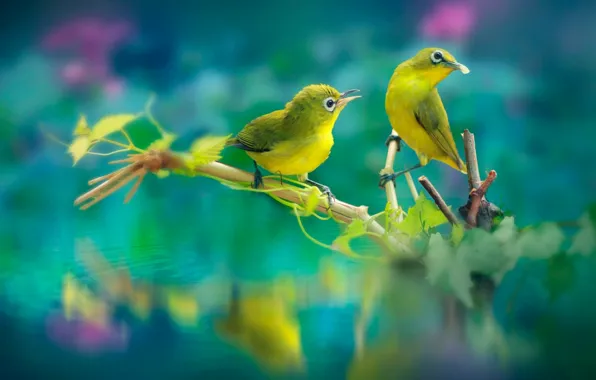 Картинка ветки, птица, клюв, пара