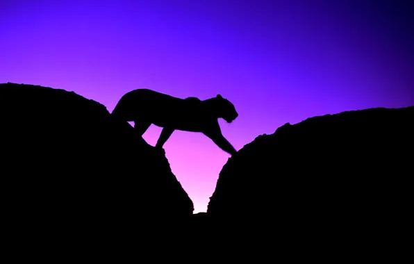 Картинка кошка, небо, закат, пантера, силуэт, леопард