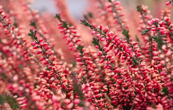 Flower, garden, blooming
