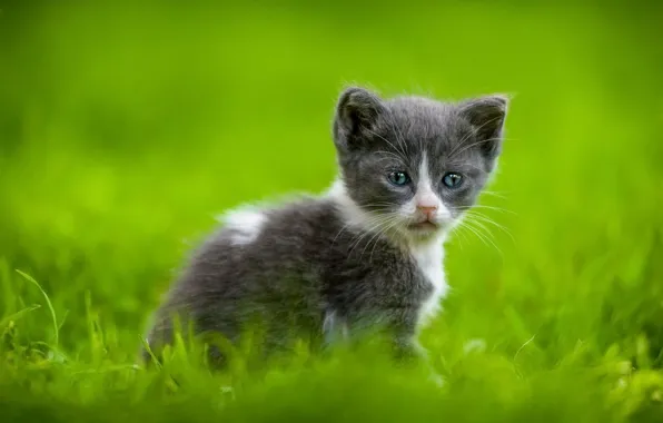 Кошка, трава, котенок, серый, поляна, малыш, мордочка, котёнок