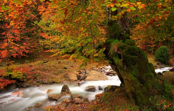 Картинка природа, река, дерево, краски, листва, мох, Осень