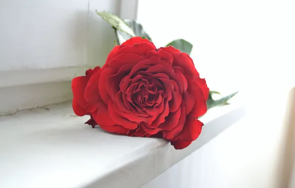 Red, house, rose, petals