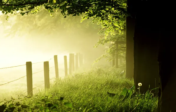 Картинка лес, трава, деревья, туман, одуванчик, газон, забор, утро