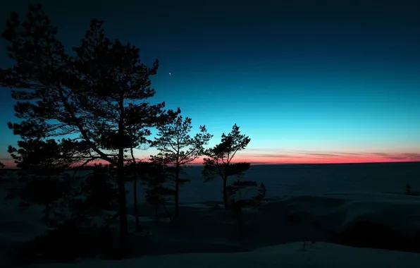 Картинка снег, деревья, природа, вечер