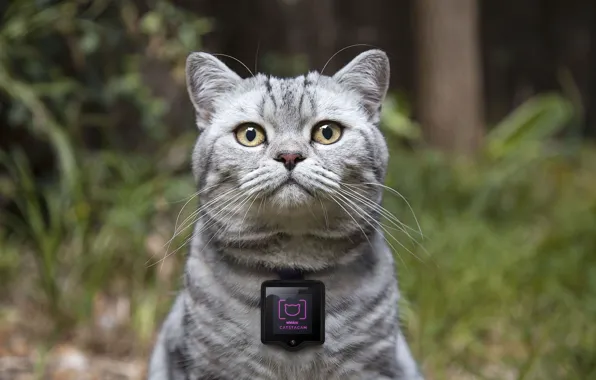 Concept, device, камера для котов, Whiskas, cat cameras, Catstacam, гаджеты для кошек, Вискас