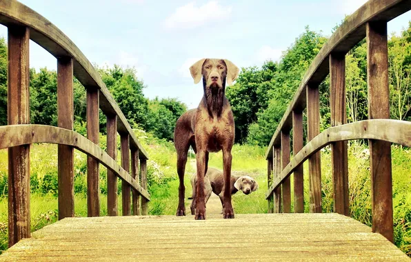 Собаки, взгляд, мост, Mogi Hondenfotografie