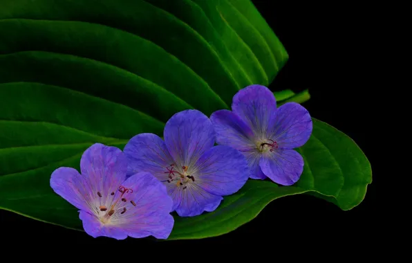 Картинка темный фон, листик, синие цветы