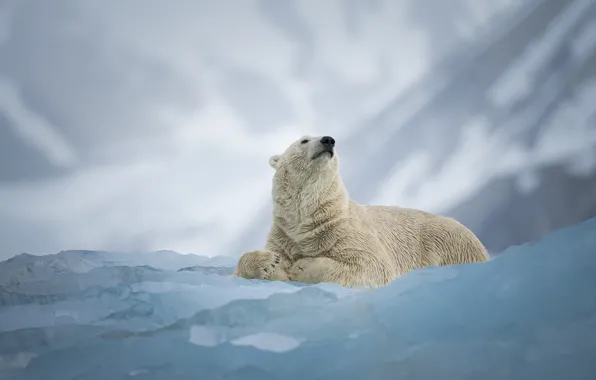 Зима, морда, снег, горы, поза, туман, склоны, лёд