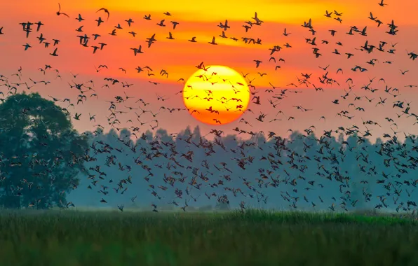 Colors, sunset, sun, ducks, many