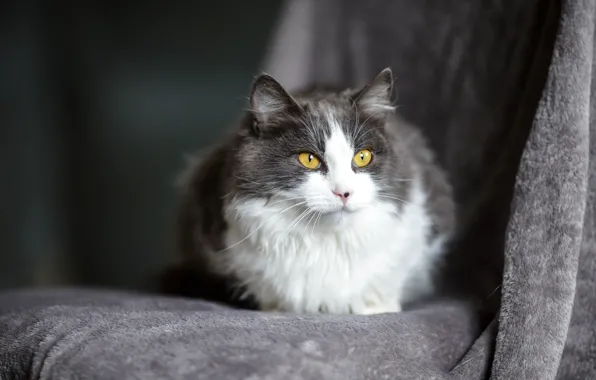 Кошка, кот, взгляд, мордочка, серая, желтые глаза, пушистая, дымчатая