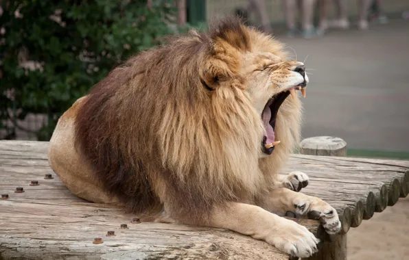 Картинка кошка, лев, пасть, грива, клыки, зевает