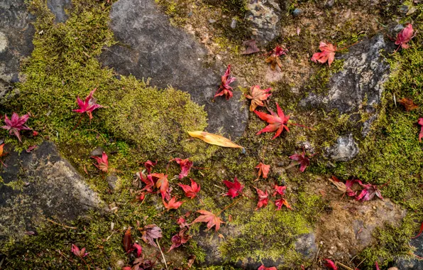 Картинка осень, трава, листья, фон, colorful, grass, background, autumn