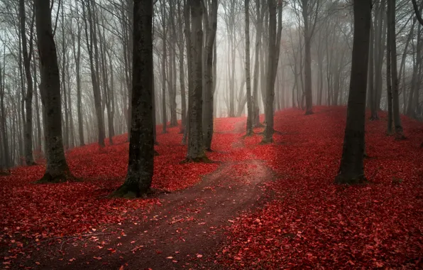 Картинка дорога, осень, лес, листья, деревья, природа, туман, пасмурно