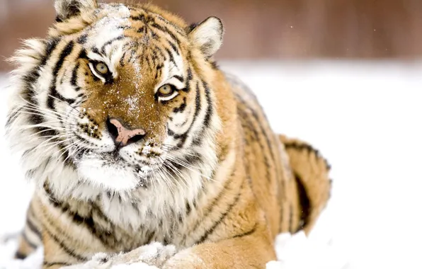 Картинка зима, взгляд, снег, тигр