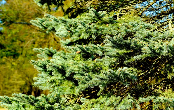 Pine, spruce, twigs