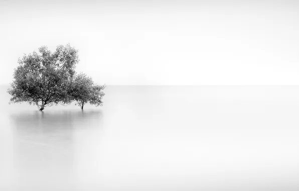 Картинка деревья, туман, фон
