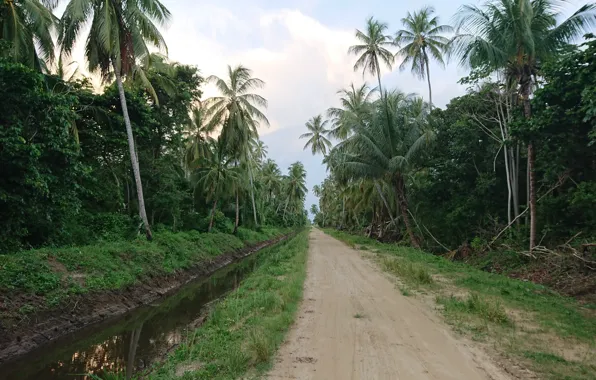Natuur in Suriname, Totness Suriname, Kokosbomen Suriname, Coronie Suriname