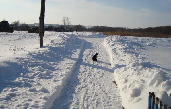 Дорожка, кот на прогулке, зимний пейжаз