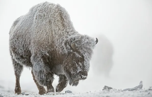 Зима, иней, снег, туман, Йеллоустонский национальный парк, бизон