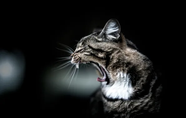 Картинка кошка, кот, фон, черный, полосатый, зевает, зевок