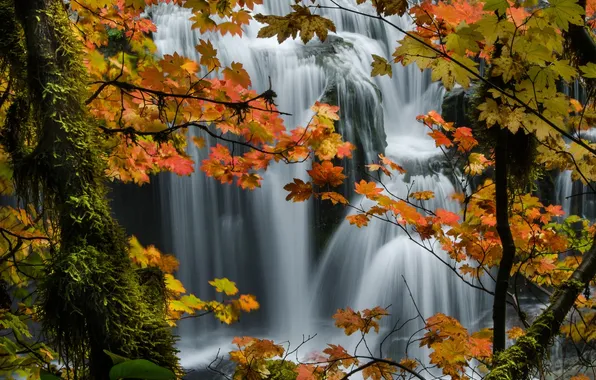 Картинка осень, лес, деревья, природа, водопад