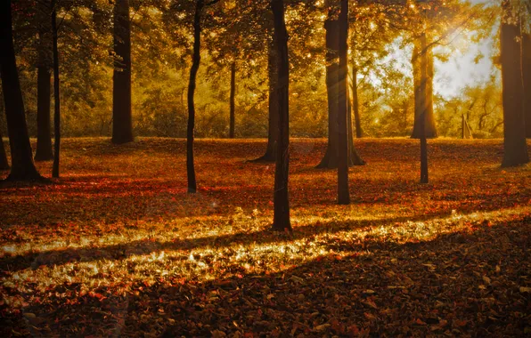 Осень, лес, листья, лучи, свет, деревья, природа, парк